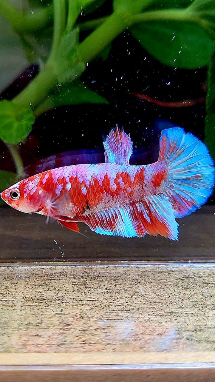 FEMALE HALFMOON BARONGSAI RED WHITE GALAXY MULTICOLOR BETTA FISH