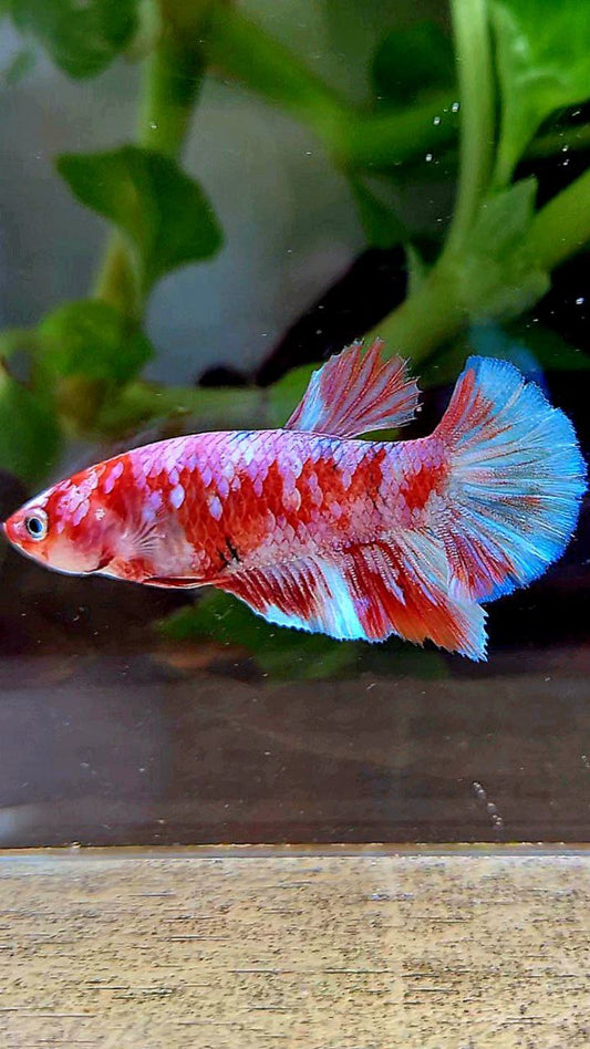 FEMALE HALFMOON BARONGSAI RED WHITE GALAXY MULTICOLOR BETTA FISH