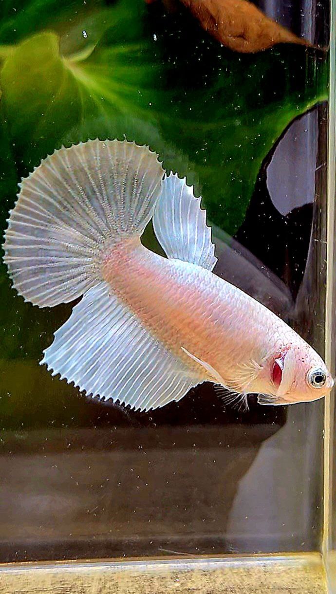 FEMALE HALFMOON WHITE PLATINUM BETTA FISH