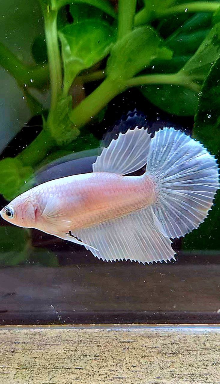 FEMALE HALFMOON WHITE PLATINUM BETTA FISH