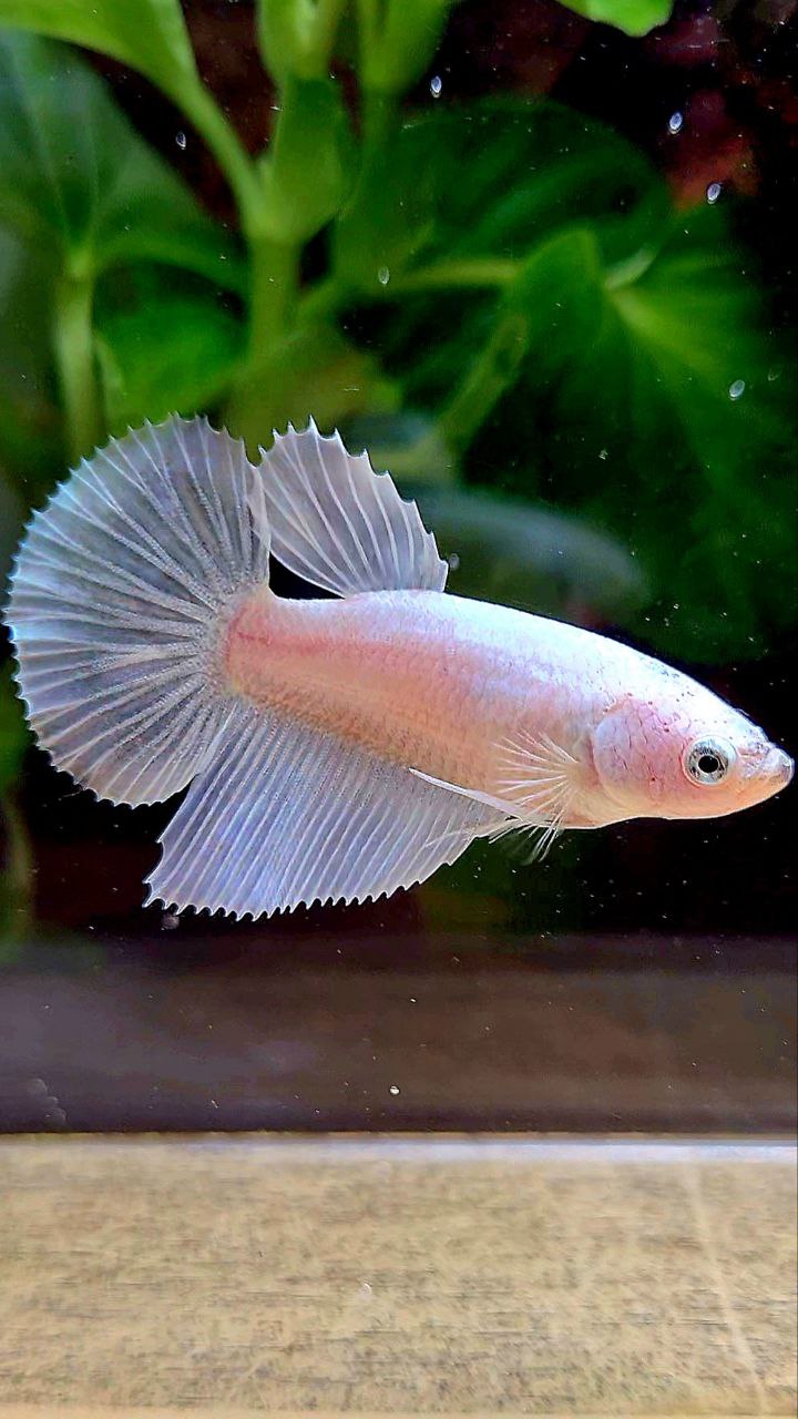 FEMALE HALFMOON WHITE PLATINUM BETTA FISH