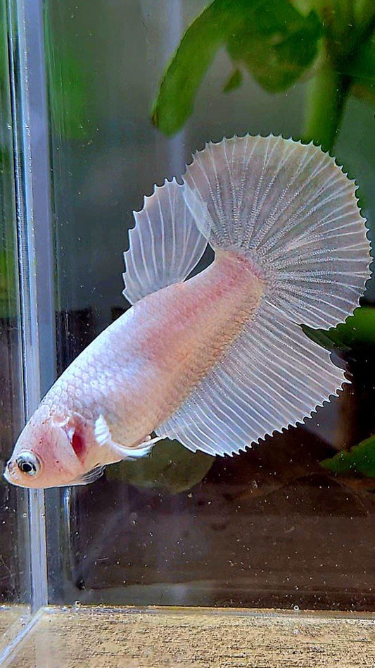 FEMALE HALFMOON WHITE PLATINUM BETTA FISH