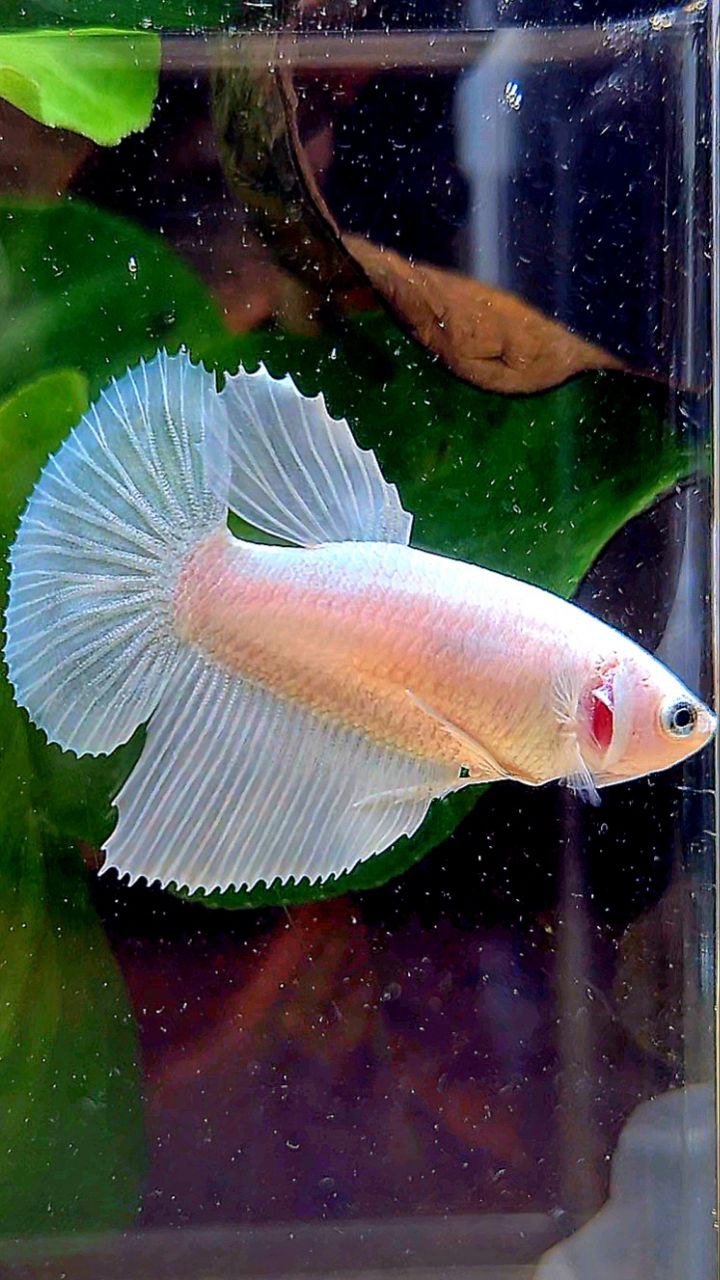 FEMALE HALFMOON WHITE PLATINUM BETTA FISH