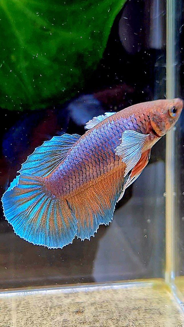 FEMALE HALFMOON DUMBO EAR ORANGE PINEAPPLE BETTA FISH