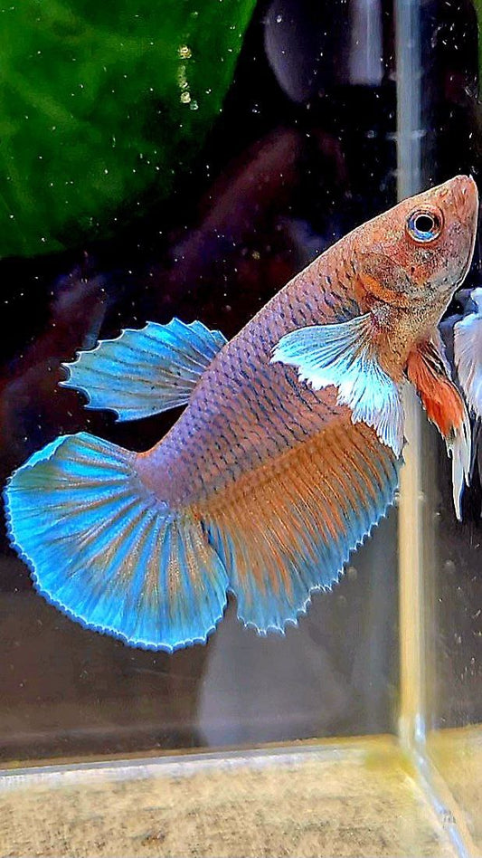 FEMALE HALFMOON DUMBO EAR ORANGE PINEAPPLE BETTA FISH