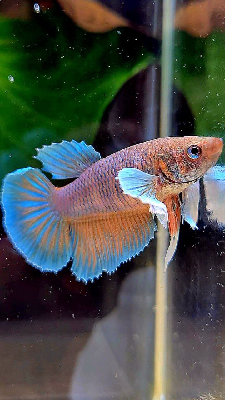 FEMALE HALFMOON DUMBO EAR ORANGE PINEAPPLE BETTA FISH