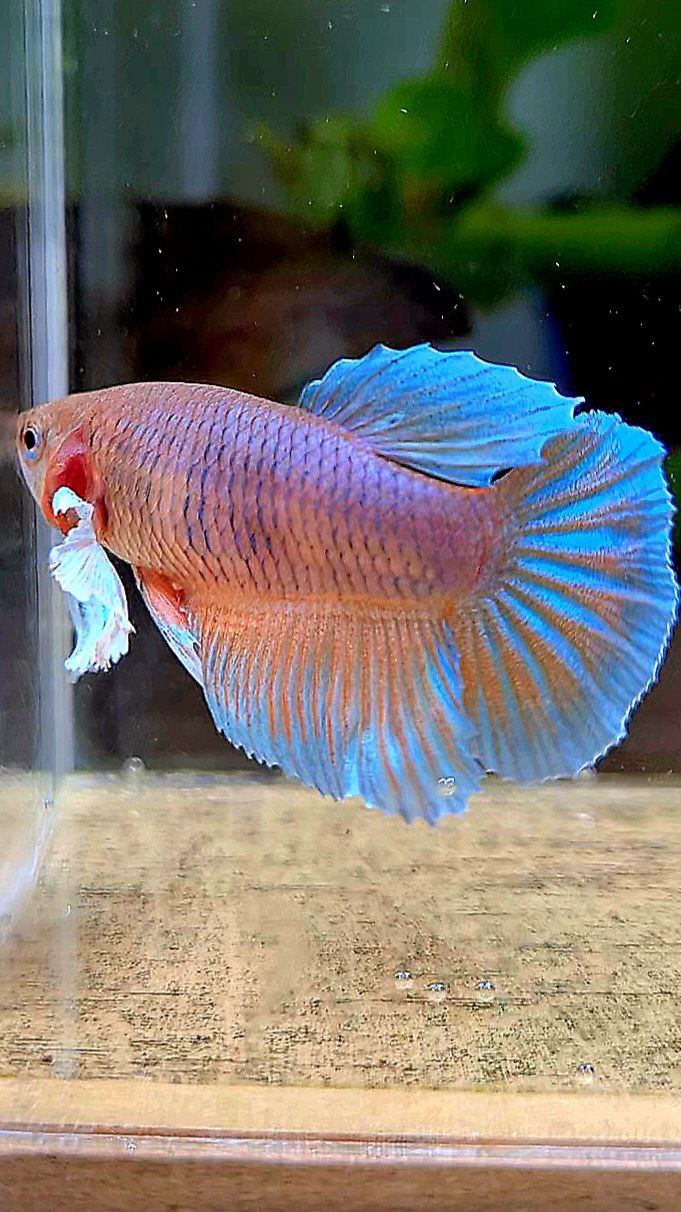 FEMALE HALFMOON DUMBO EAR ORANGE PINEAPPLE BETTA FISH