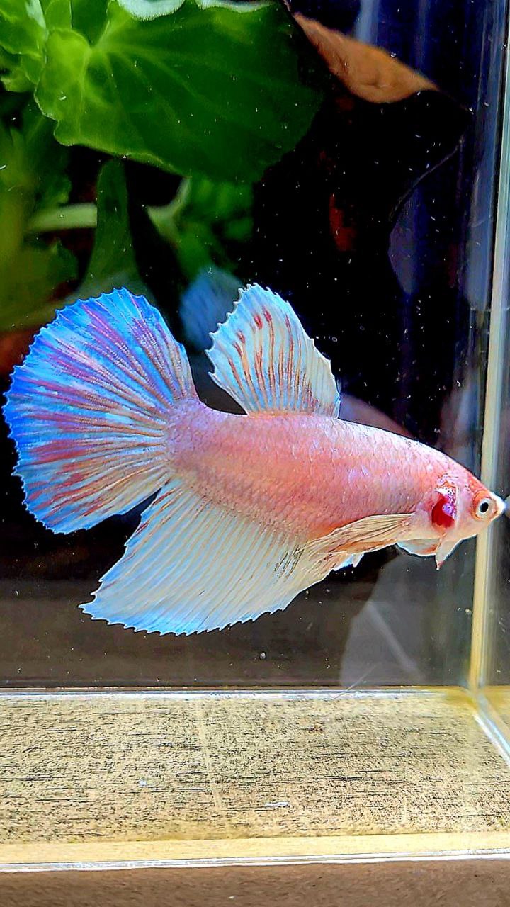 FEMALE HALFMOON DUMBO EAR WHITE OPAQUE BETTA FISH