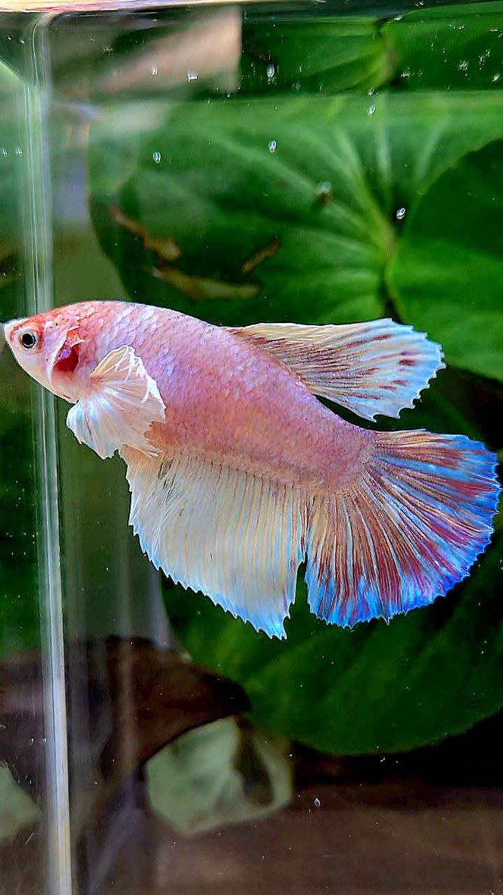 FEMALE HALFMOON DUMBO EAR WHITE OPAQUE BETTA FISH