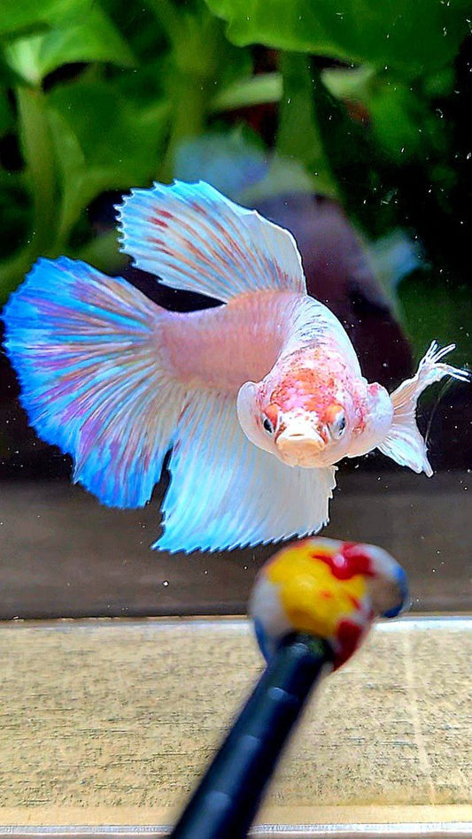 FEMALE HALFMOON DUMBO EAR WHITE OPAQUE BETTA FISH