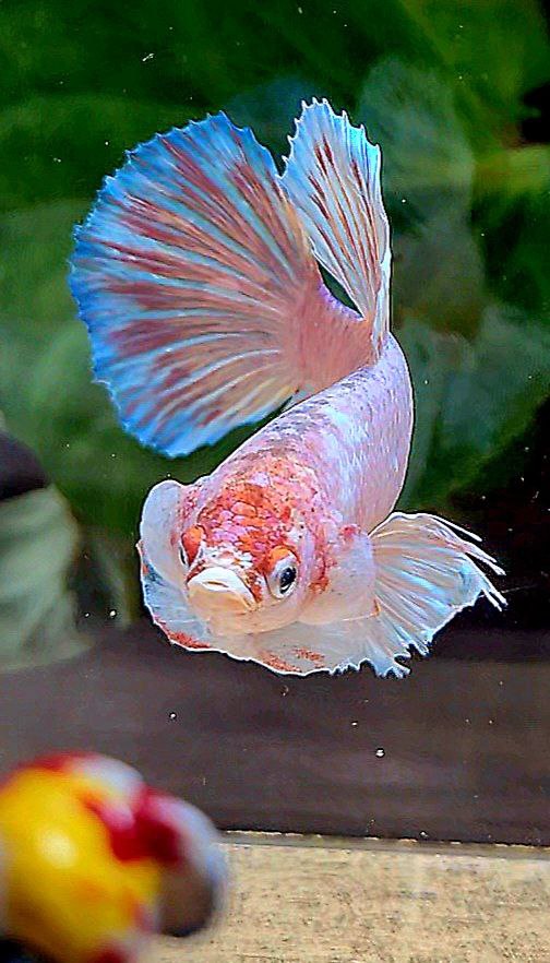 FEMALE HALFMOON DUMBO EAR WHITE OPAQUE BETTA FISH