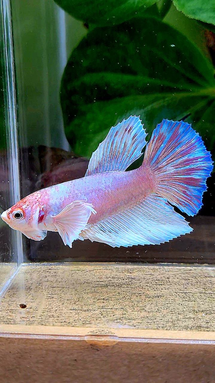 FEMALE HALFMOON DUMBO EAR WHITE OPAQUE BETTA FISH