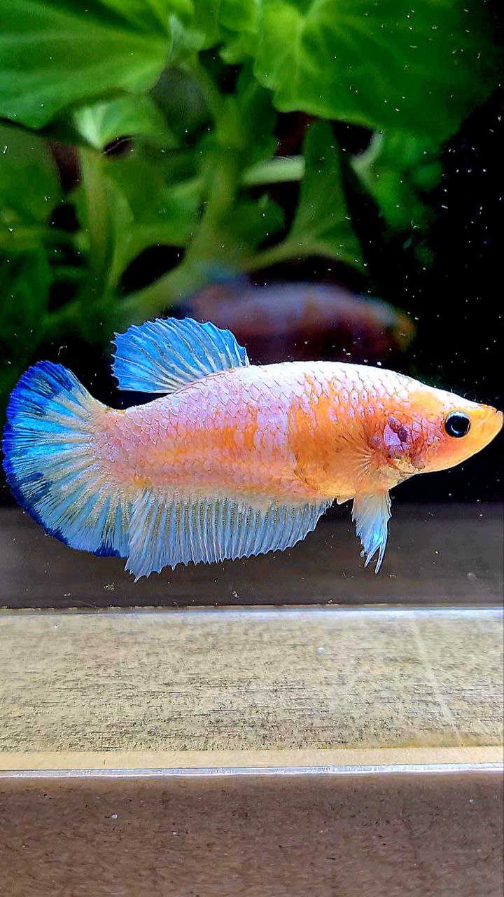 FEMALE PLAKAT WHITE SCALE BLUE PATTERN YELLOW HEAD BETTA FISH