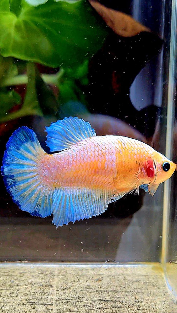 FEMALE PLAKAT WHITE SCALE BLUE PATTERN YELLOW HEAD BETTA FISH