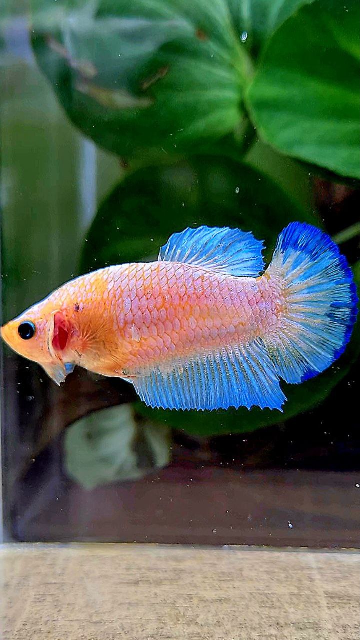 FEMALE PLAKAT WHITE SCALE BLUE PATTERN YELLOW HEAD BETTA FISH