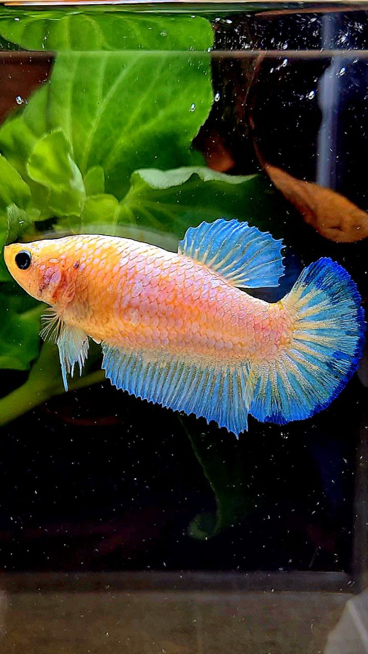 FEMALE PLAKAT WHITE SCALE BLUE PATTERN YELLOW HEAD BETTA FISH