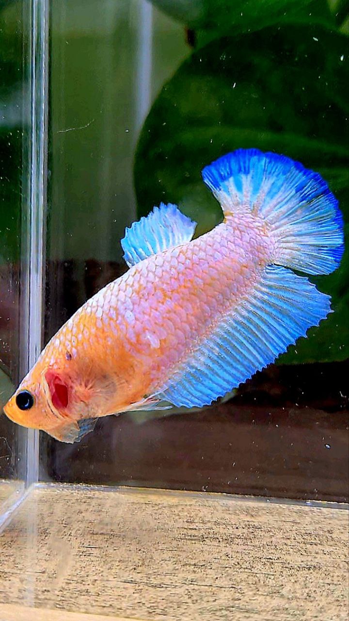 FEMALE PLAKAT WHITE SCALE BLUE PATTERN YELLOW HEAD BETTA FISH