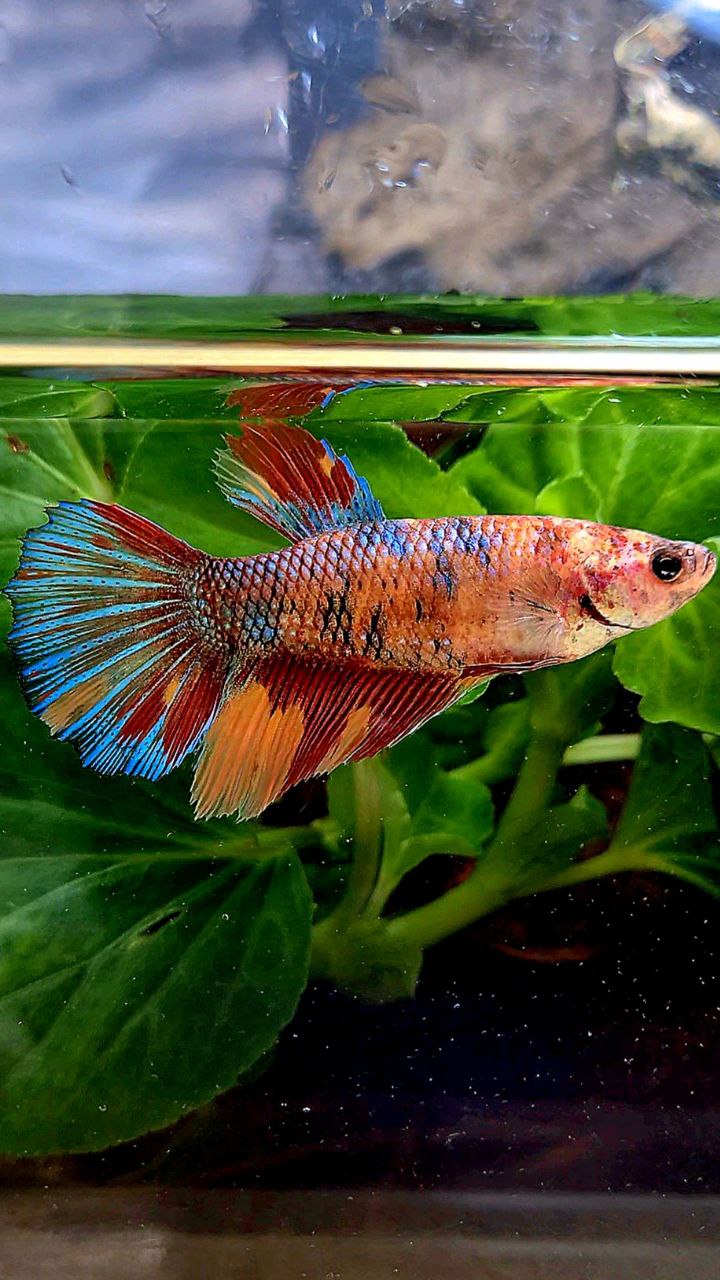 FEMALE XL HALFMOON ORANGE METTALIC MULTICOLOR BETTA FISH