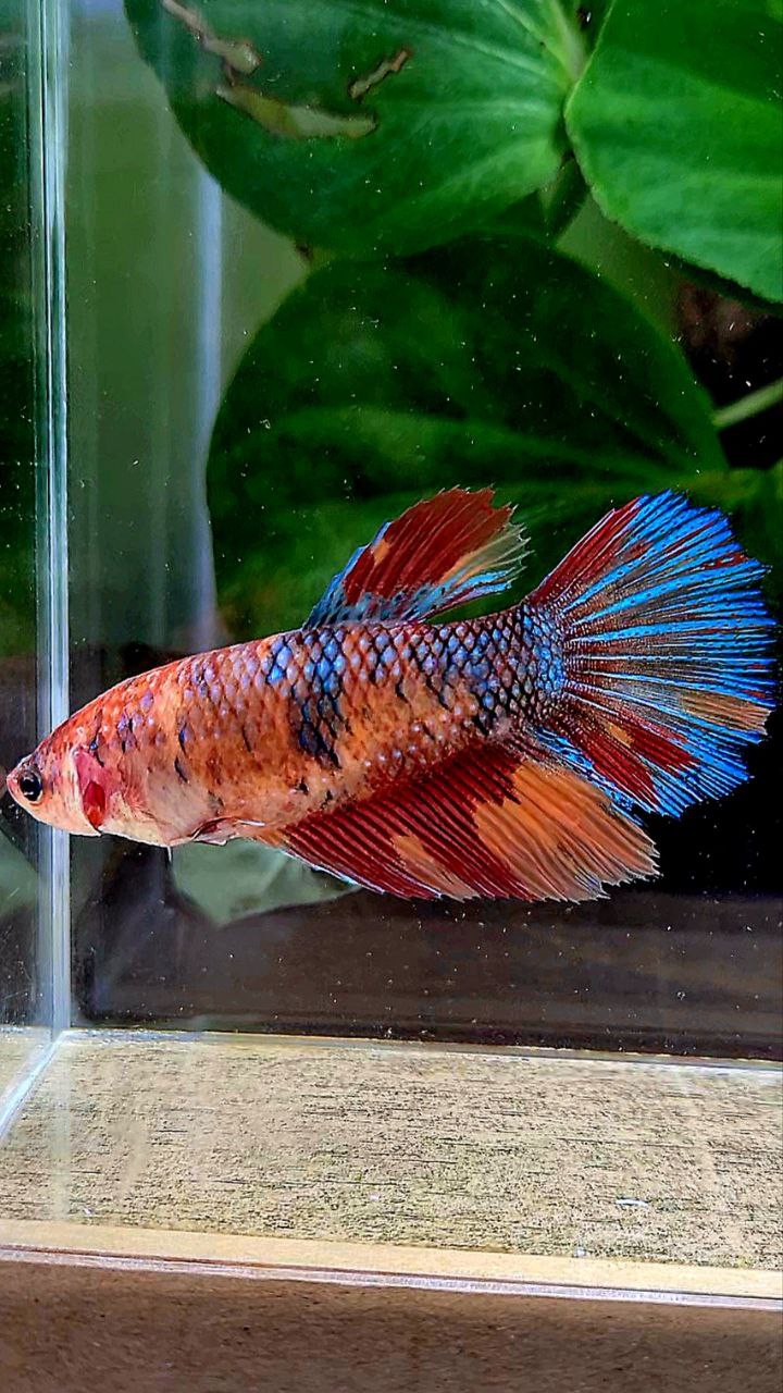 FEMALE XL HALFMOON ORANGE METTALIC MULTICOLOR BETTA FISH