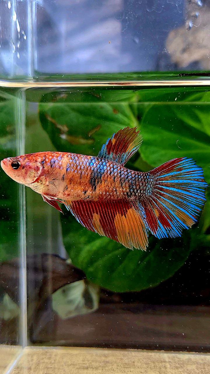 FEMALE XL HALFMOON ORANGE METTALIC MULTICOLOR BETTA FISH