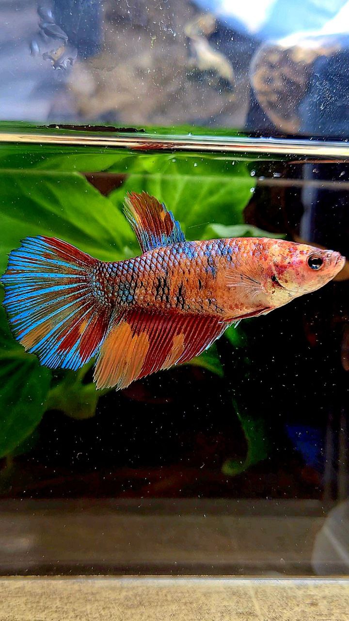 FEMALE XL HALFMOON ORANGE METTALIC MULTICOLOR BETTA FISH