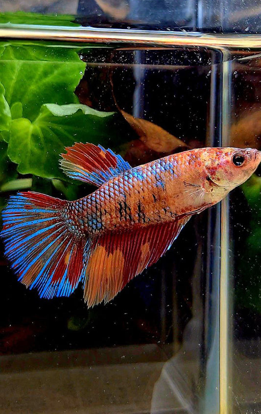 FEMALE XL HALFMOON ORANGE METTALIC MULTICOLOR BETTA FISH