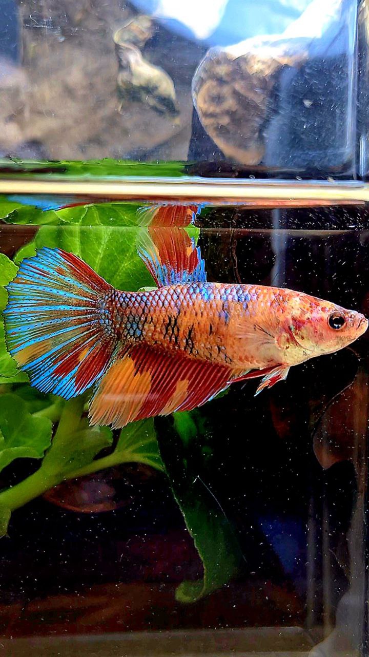 FEMALE XL HALFMOON ORANGE METTALIC MULTICOLOR BETTA FISH