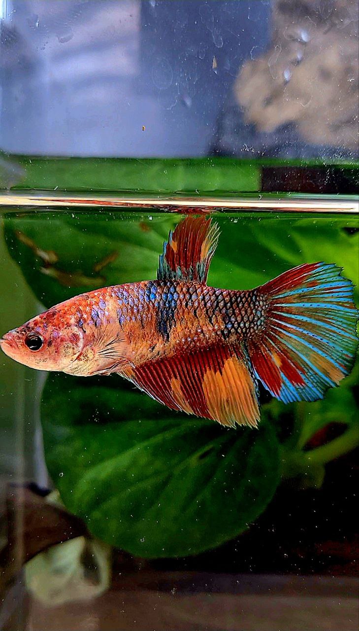 FEMALE XL HALFMOON ORANGE METTALIC MULTICOLOR BETTA FISH