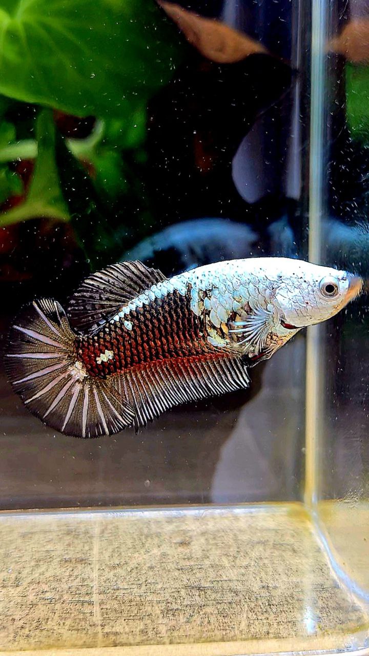 FEMALE PLAKAT BLACK SAMURAI COPPER MASKING BETTA FISH