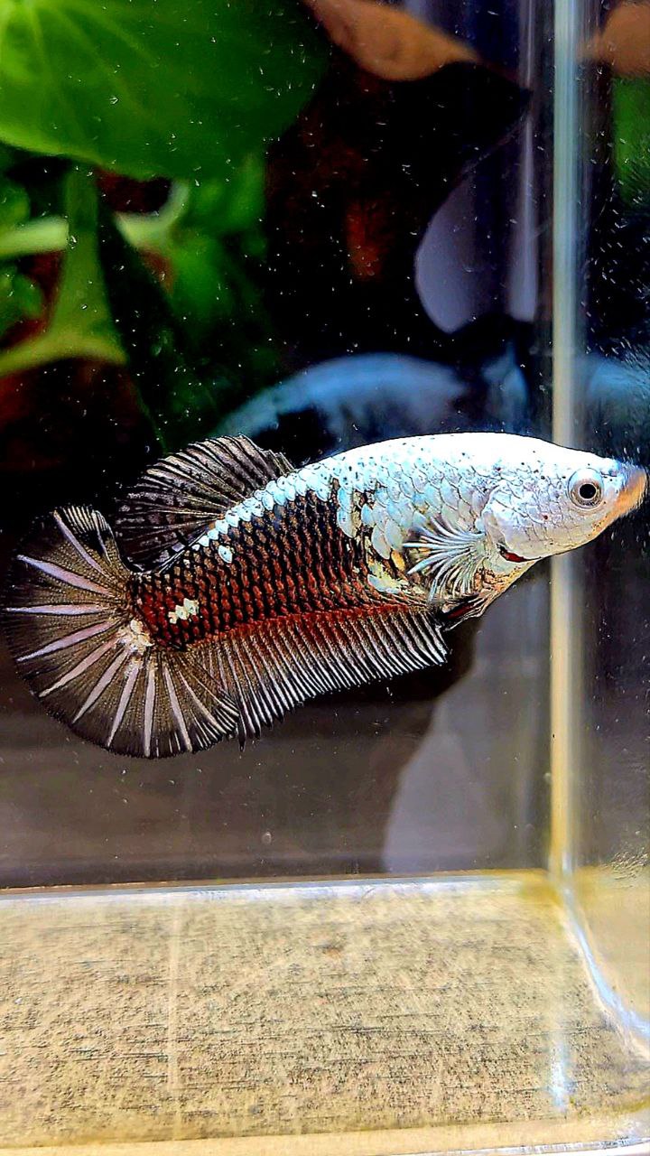 FEMALE PLAKAT BLACK SAMURAI COPPER MASKING BETTA FISH