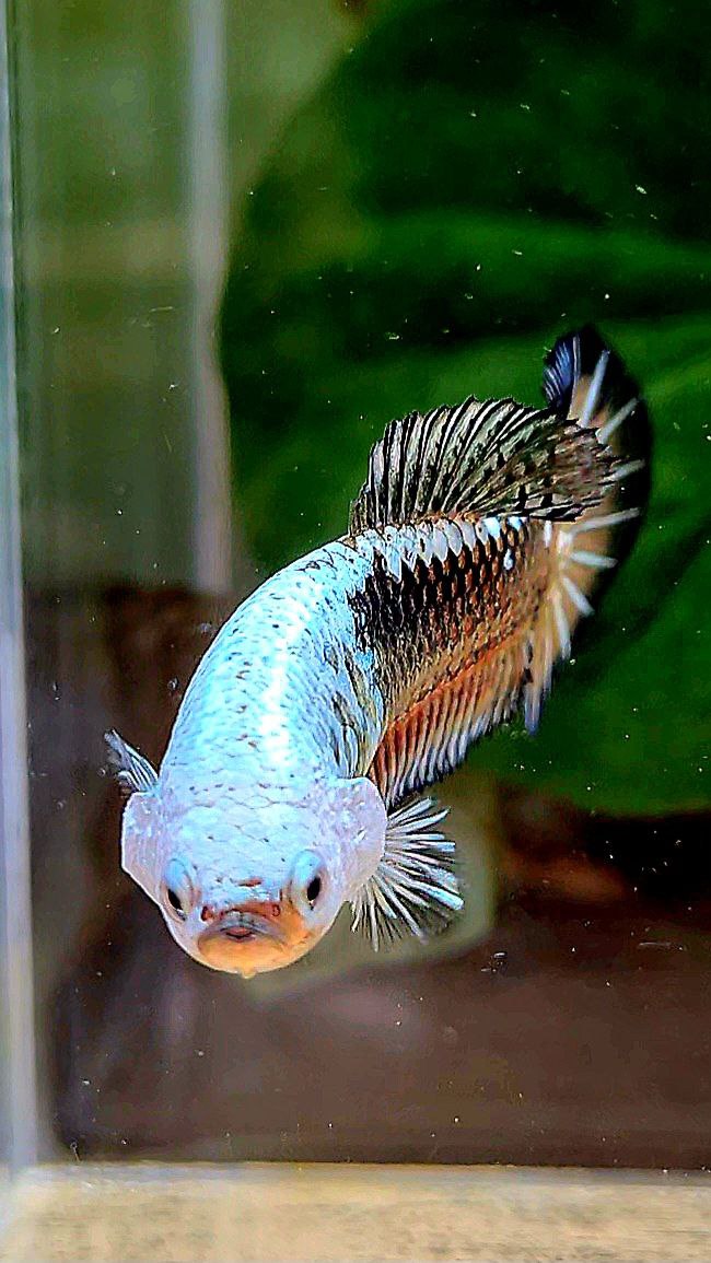 FEMALE PLAKAT BLACK SAMURAI COPPER MASKING BETTA FISH