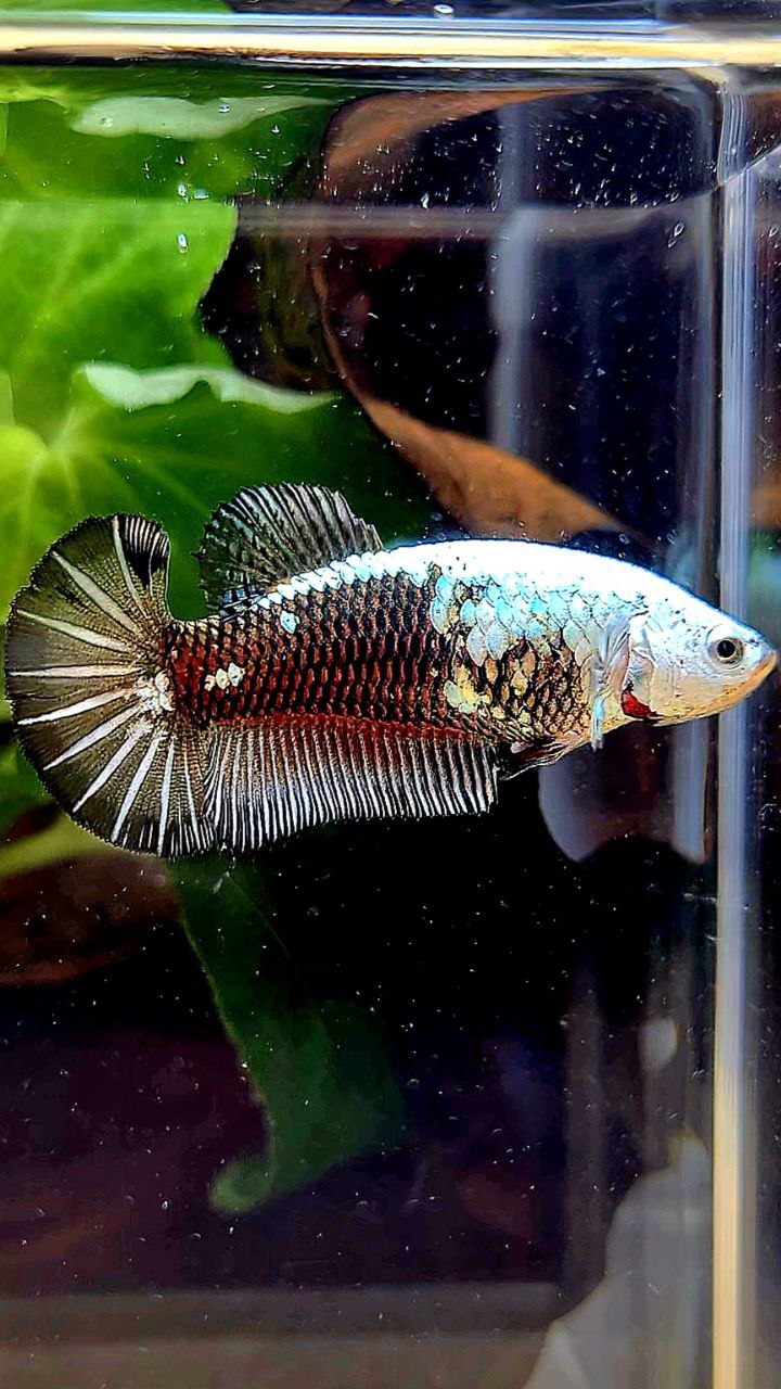 FEMALE PLAKAT BLACK SAMURAI COPPER MASKING BETTA FISH