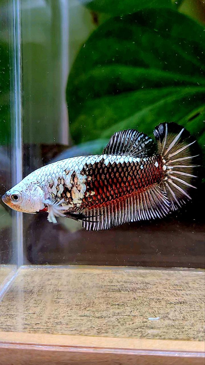 FEMALE PLAKAT BLACK SAMURAI COPPER MASKING BETTA FISH