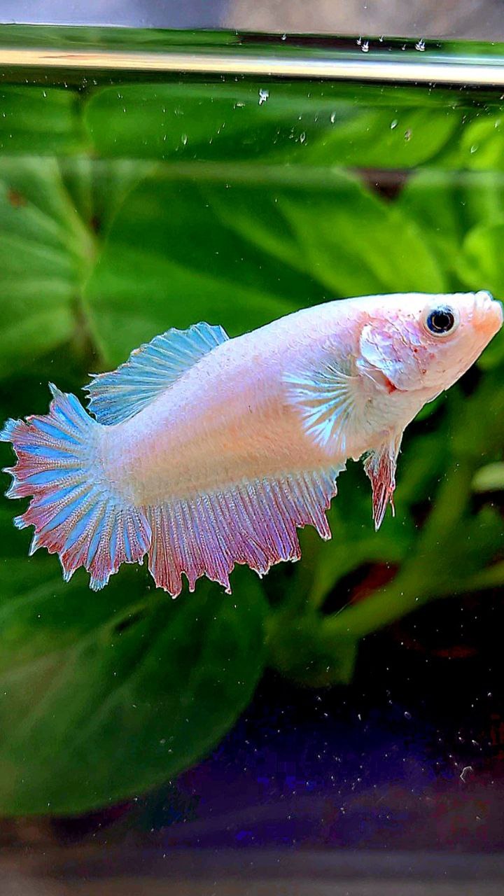 FEMALE HALFMOON FEATHER TAIL WHITE PINK BETTA FISH