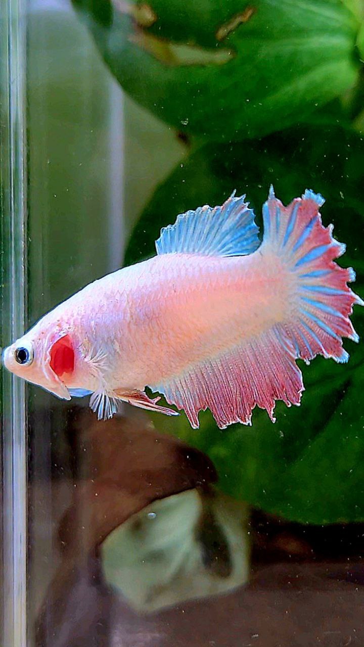 FEMALE HALFMOON FEATHER TAIL WHITE PINK BETTA FISH