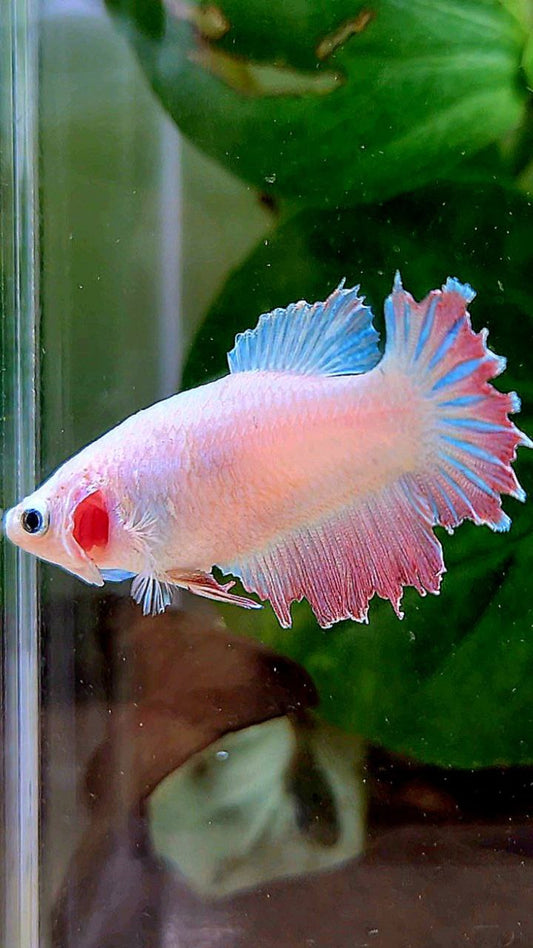 FEMALE HALFMOON FEATHER TAIL WHITE PINK BETTA FISH