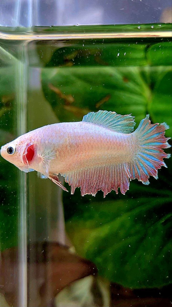 FEMALE HALFMOON FEATHER TAIL WHITE PINK BETTA FISH