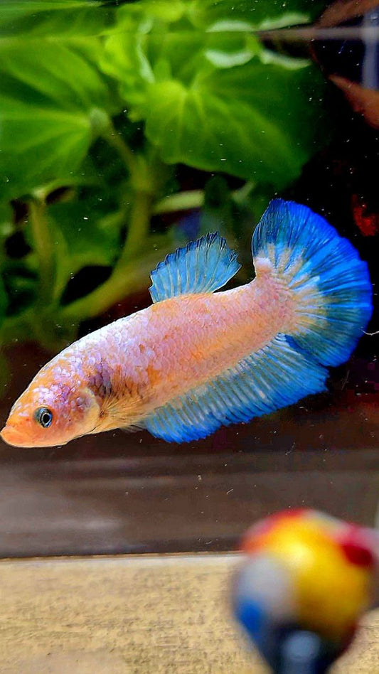 FEMALE PLAKAT WHITE FANCY BLUE RIM BETTA FISH
