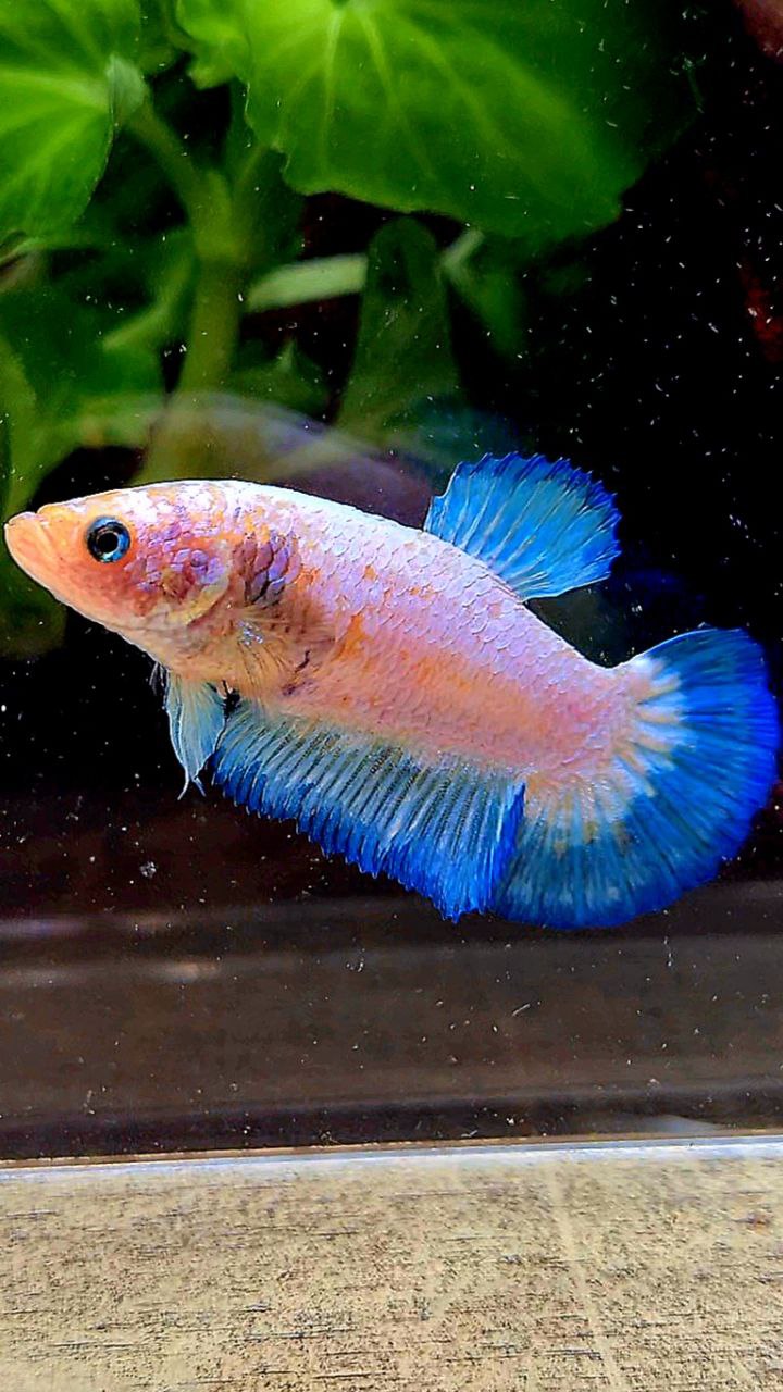 FEMALE PLAKAT WHITE FANCY BLUE RIM BETTA FISH