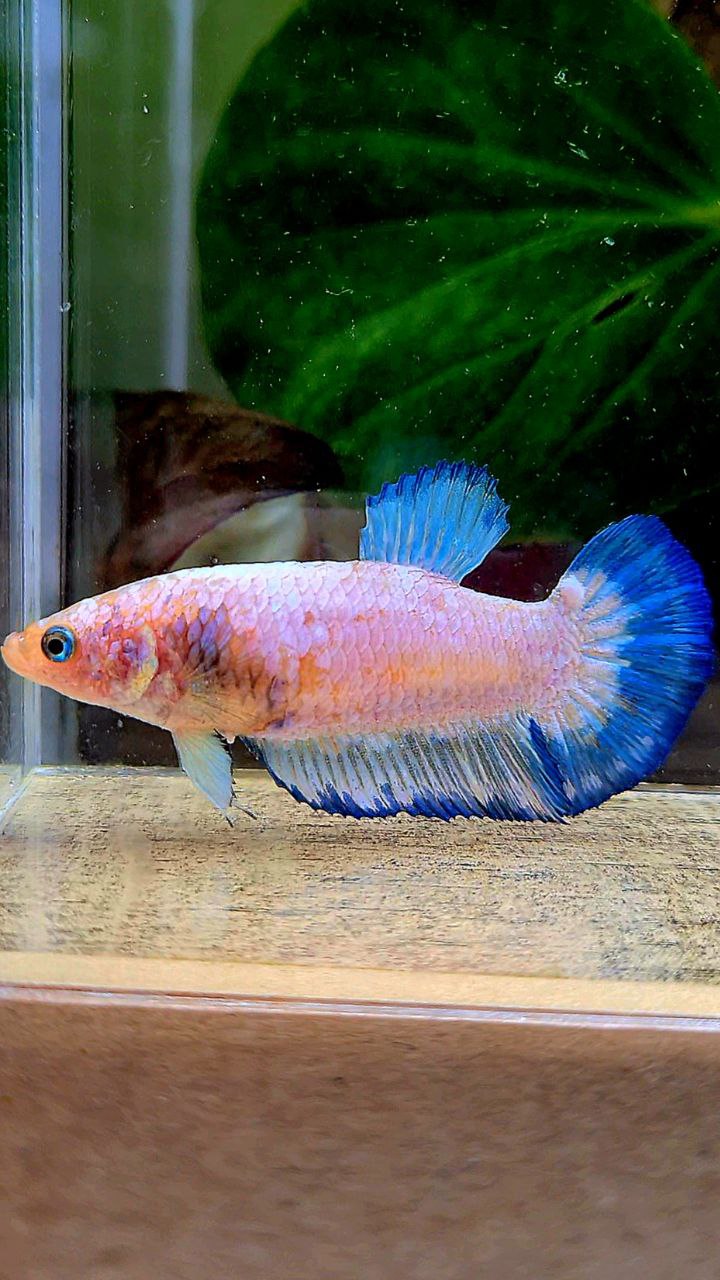 FEMALE PLAKAT WHITE FANCY BLUE RIM BETTA FISH