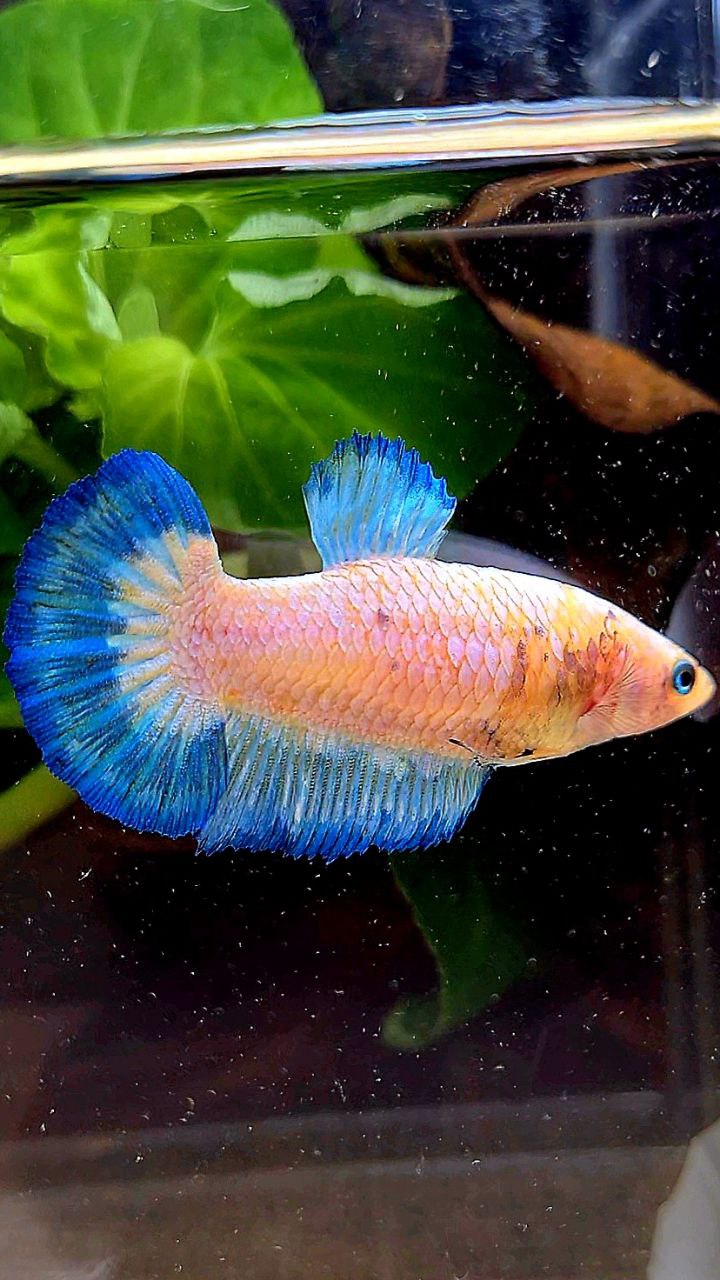 FEMALE PLAKAT WHITE FANCY BLUE RIM BETTA FISH