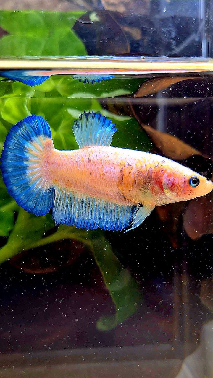 FEMALE PLAKAT WHITE FANCY BLUE RIM BETTA FISH