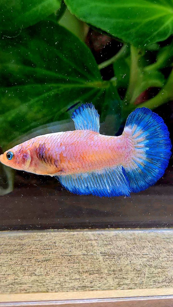 FEMALE PLAKAT WHITE FANCY BLUE RIM BETTA FISH