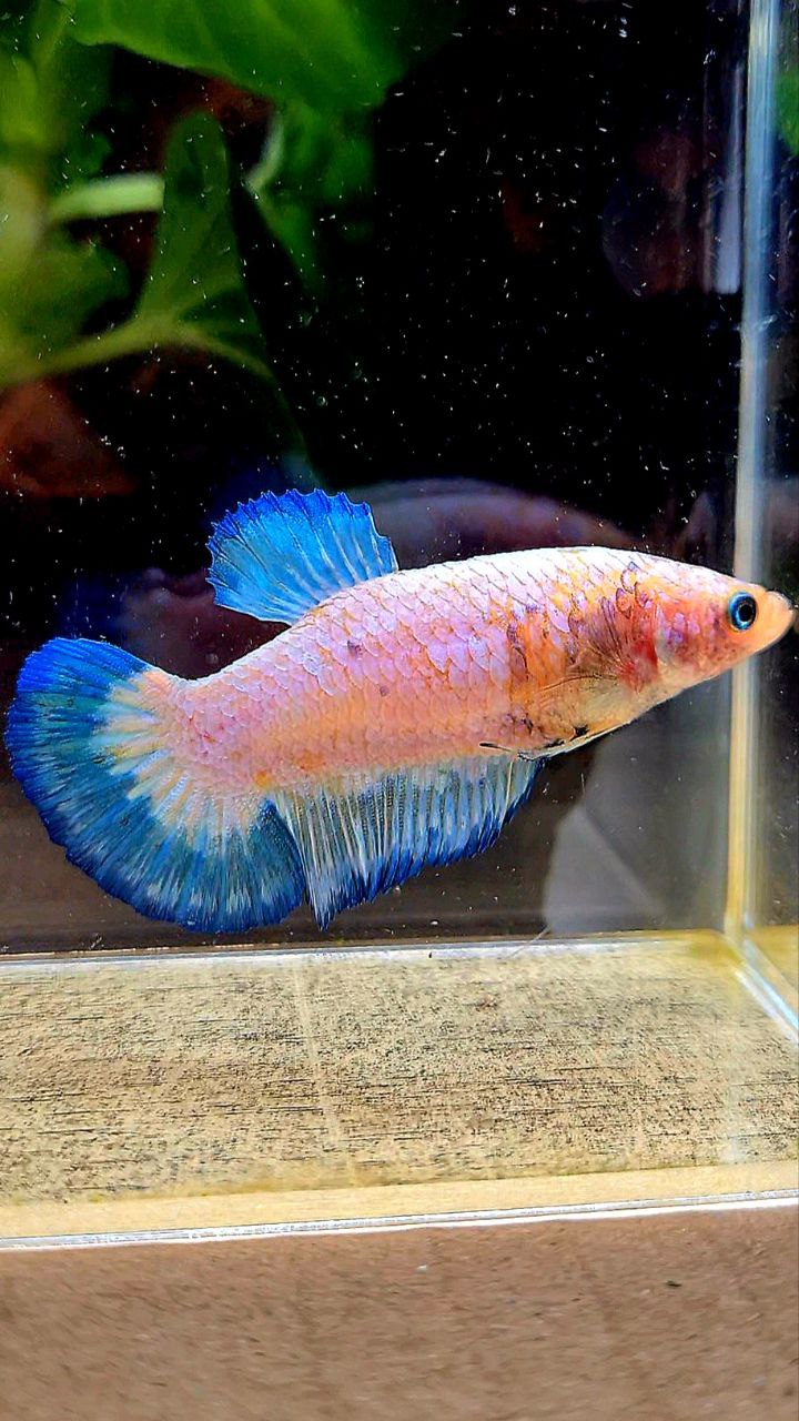 FEMALE PLAKAT WHITE FANCY BLUE RIM BETTA FISH