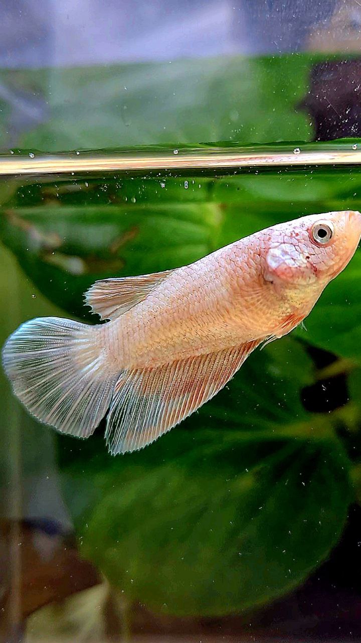FEMALE HALFMOON WHITE FLAMINGGO COPPER RIM BETTA FISH