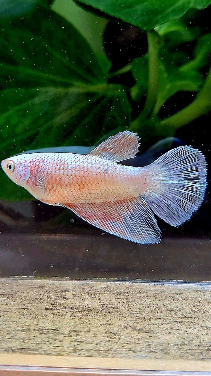FEMALE HALFMOON WHITE FLAMINGGO COPPER RIM BETTA FISH