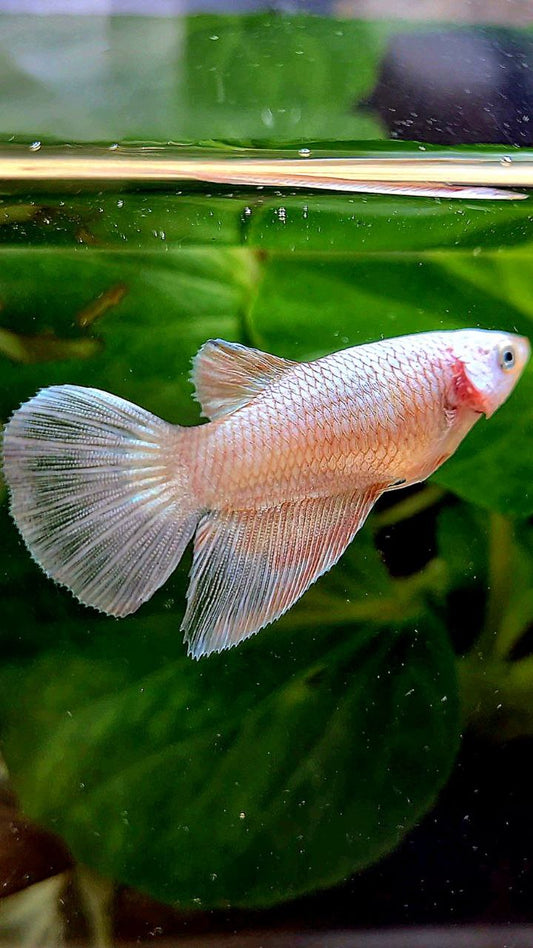 FEMALE HALFMOON WHITE FLAMINGGO COPPER RIM BETTA FISH