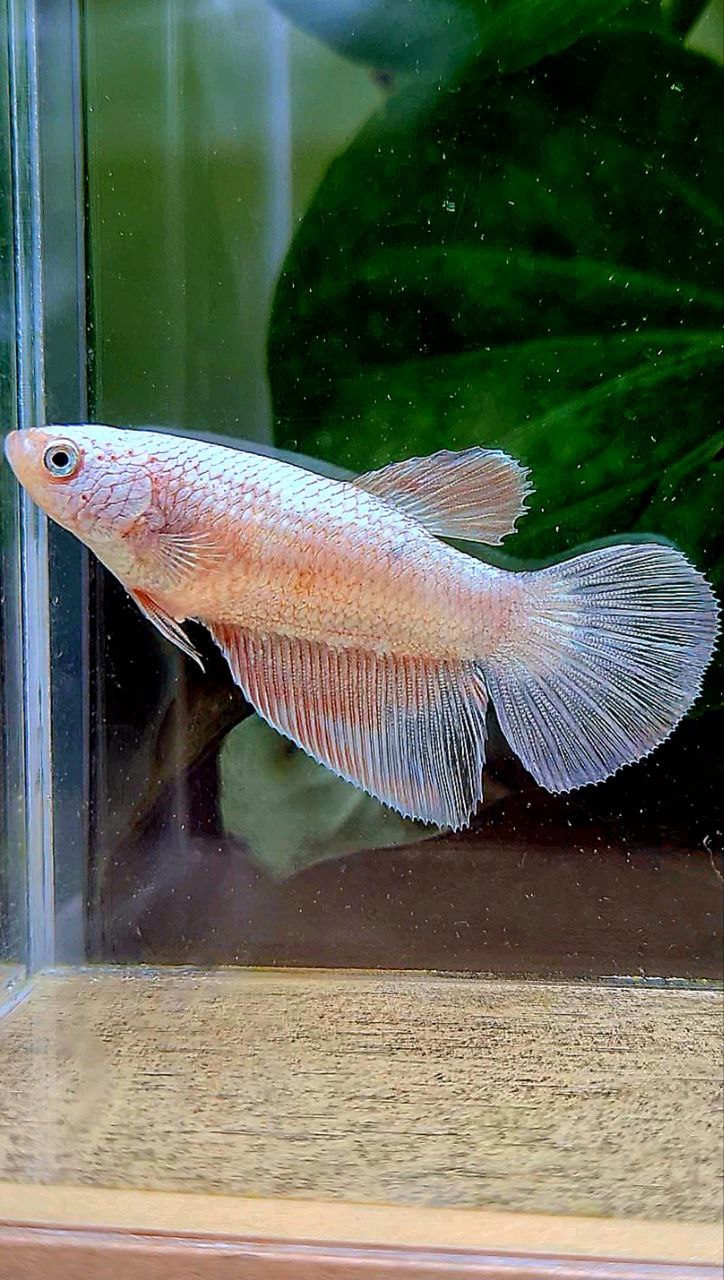FEMALE HALFMOON WHITE FLAMINGGO COPPER RIM BETTA FISH