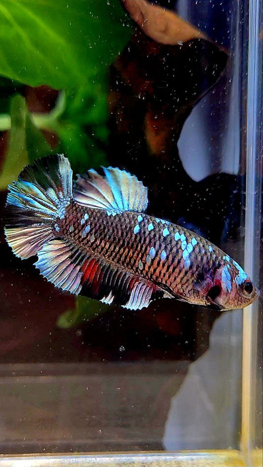 FEMALE PLAKAT BLACK COPPER AVATAR BETTA FISH