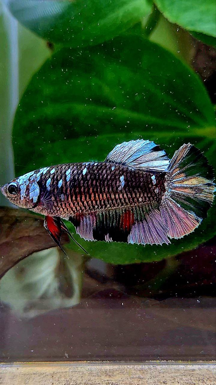 FEMALE PLAKAT BLACK COPPER AVATAR BETTA FISH